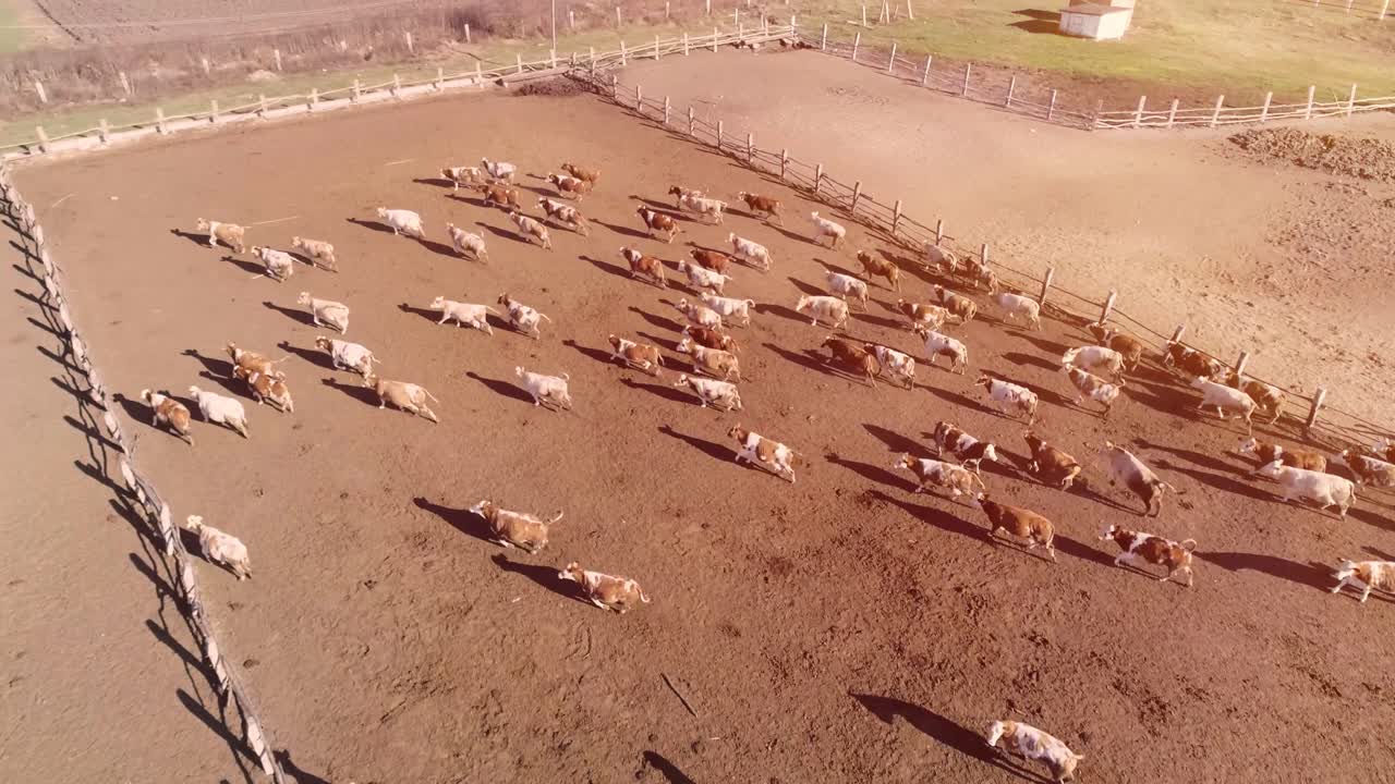 목초지나 목초지에 달리는 소가 많고, 마을에는 가축이 많고, 날아다니는 새의 무리가 많다.