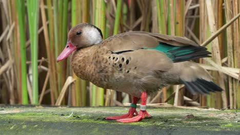 Male-drake,-brazilian-teal,-amazonetta-brasiliensis,-rubbing-its-head-all-over-the-body,-grooming,-preening-and-cleaning-its-feather,-shaking-its-body-and-wagging-its-tail,-close-up-shot