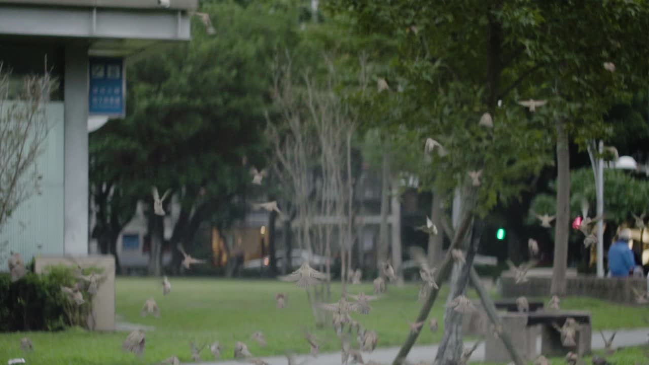 더 가까운 나무로 날아가는 많은 참새들의 슬로우 모션