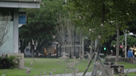 Slow-motion-of-lots-of-sparrows-flying-to-the-nearer-tree