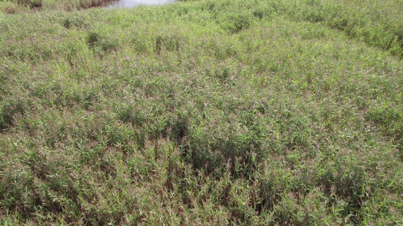 drone volando sobre caña en la costa en la hermosa dinamarca - tiro inclinado