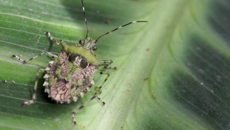 macro view of green shield bug or stink bug on leaf, close up