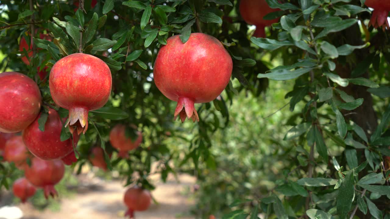 Granatæbleplantage i plukkesæsonen