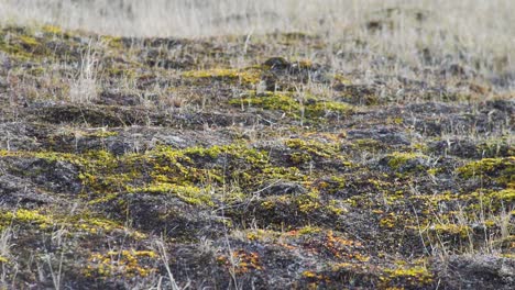 moss-covered field