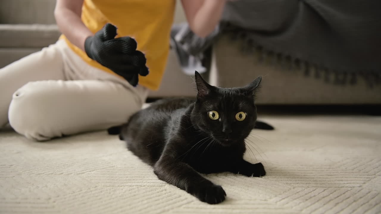 Unrecognizable Woman Sitting On Floor And Brushing Her Cute Black Cat Using Glove