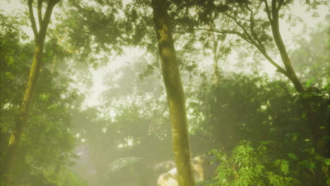 misty morning brews enchantment in a lush forest filled with greenery