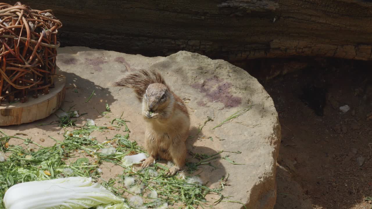 Scoiattolo terrestre striato si nutre di verdure al Giardino Zoologico