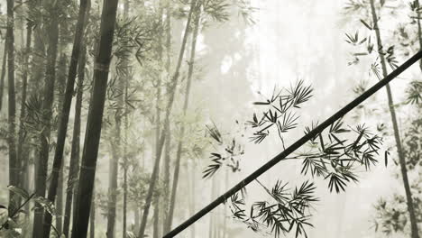 foggy bamboo forest
