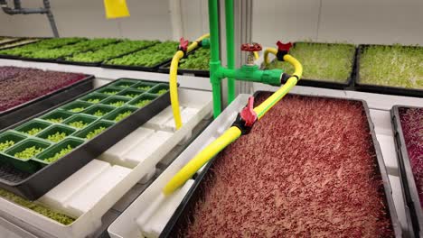 nature flourishing inside an indoor farming system