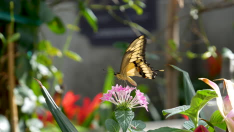 a black and yellow swallowtail butterfly drinking nectar from a pink flower