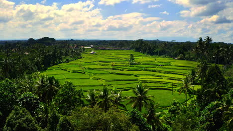 bright green terraces of rice plantation field between palm rainforest