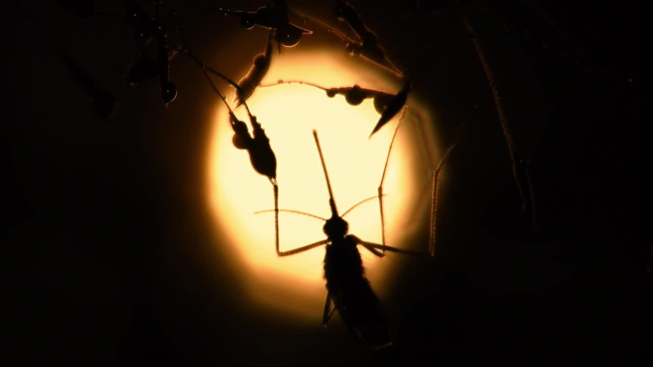 primer plano macro silueta tiro de mosquito colgando y balanceándose en la retroiluminación del sol