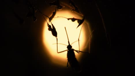 Nahaufnahme-Einer-Makrosilhouette-Einer-Hängenden-Und-Schwankenden-Mücke-Im-Gegenlicht-Der-Sonne