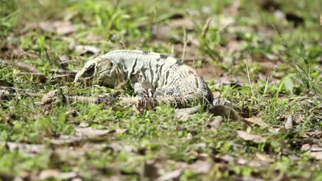 iguana 05
