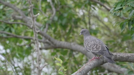 Zeitlupenaufnahme-Einer-Gefleckten-Taube,-Die-Blinzelt-Und-Sich-In-Einem-Baum-Umschaut