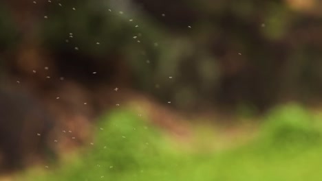 mosquitos y pulgas agrupados en un ejército de insectos voladores