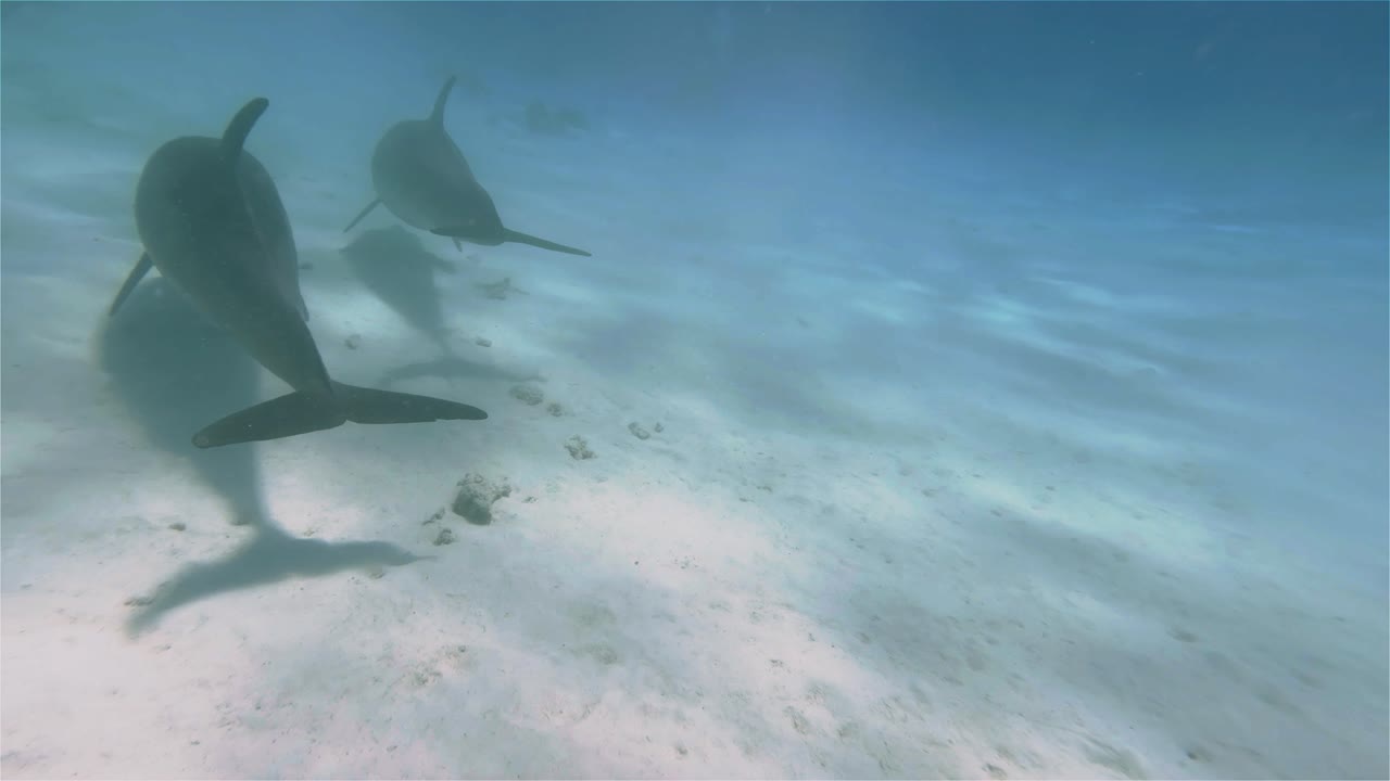 A couple of dolphins swimming between scuba divers at the bottom of the sea in 4k