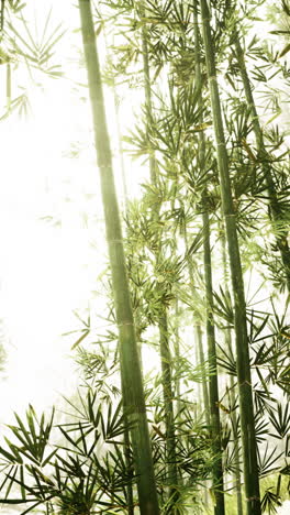 bamboo forest in sunlight