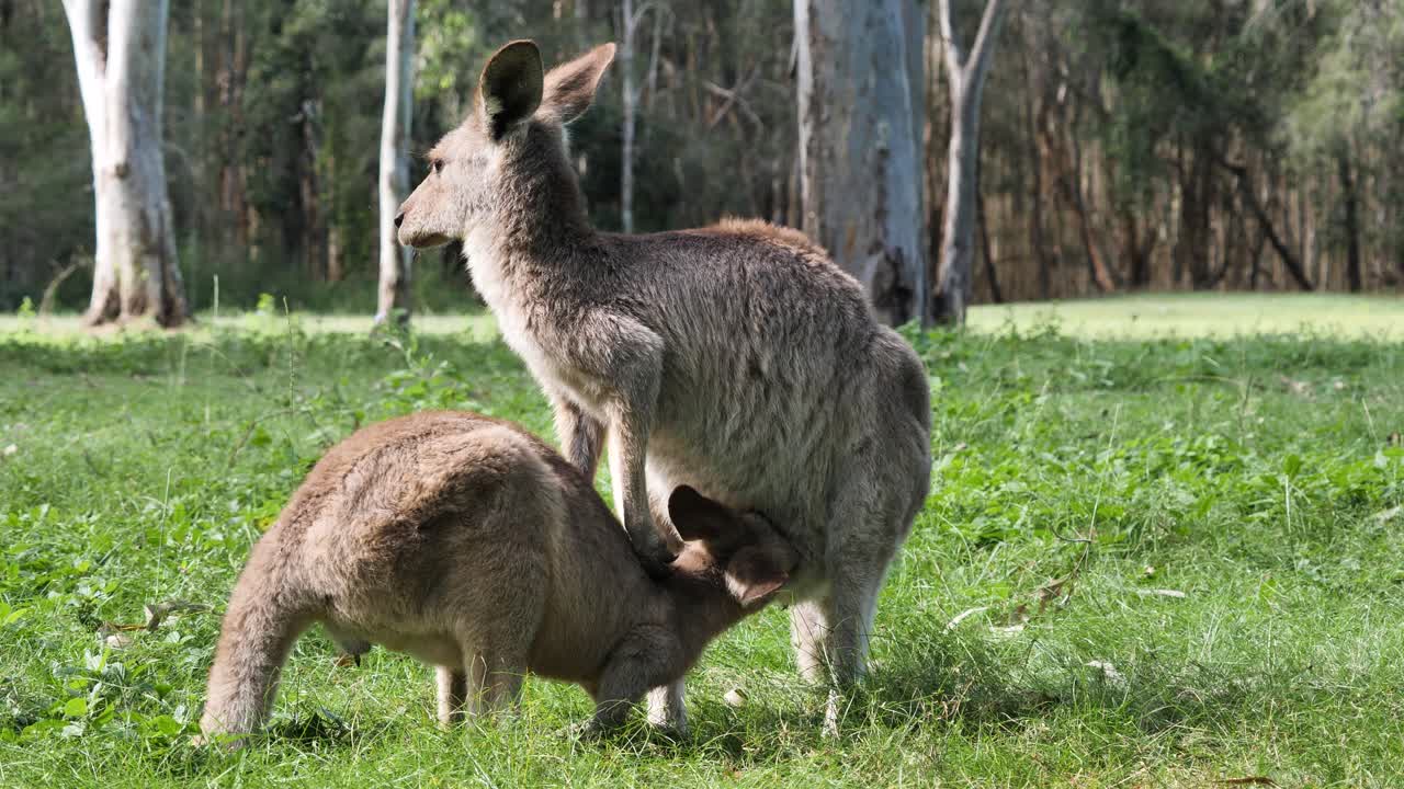 Maternal bond between a Baby Joey Kangaroo suckling from its mother's pouch. Wild animal behaviour