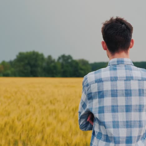 man admires a field of wheat at sunset 1