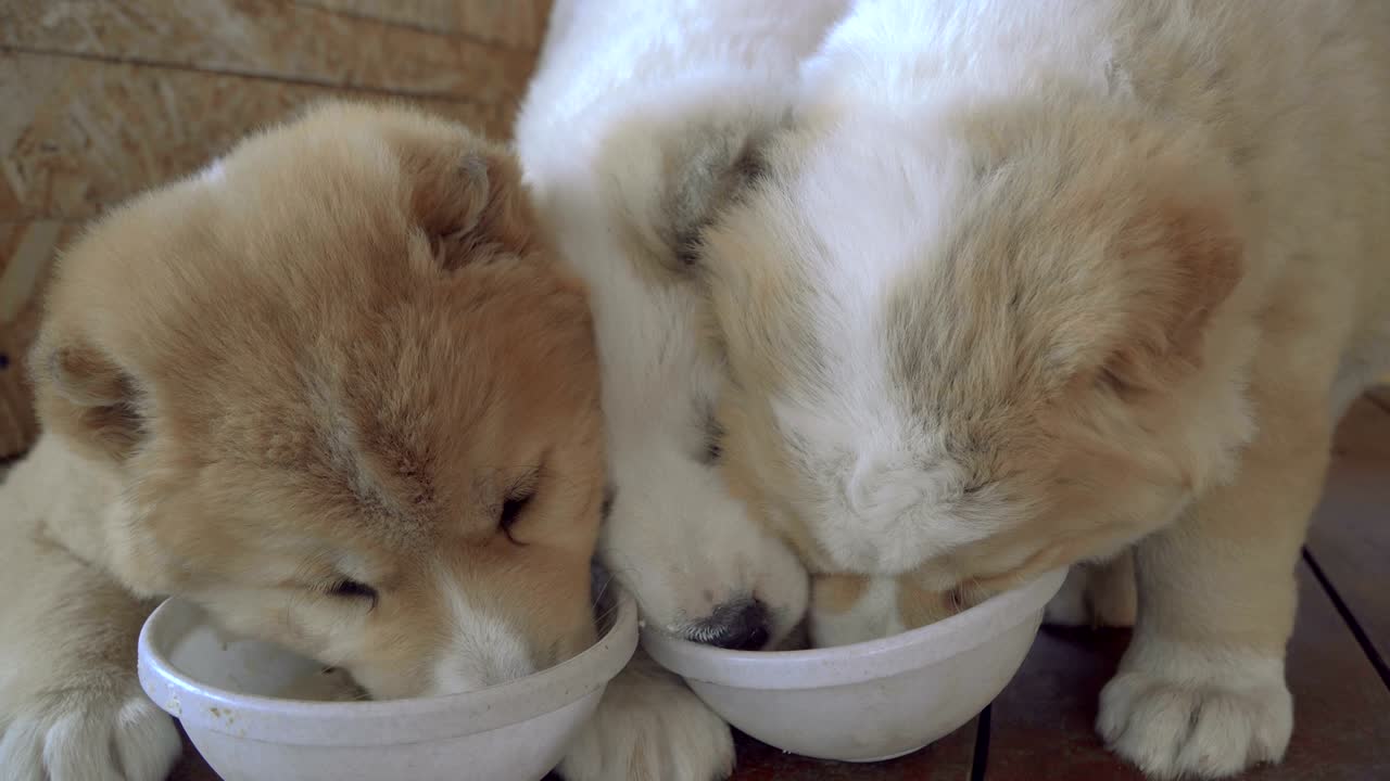 알라바이 품종의 강아지
