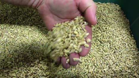 semilla de pasto gamma oriental para ser utilizada como cultivo de cobertura, vendida por una pequeña empresa que vende y exporta semillas a agricultores preocupados por la salud del suelo.