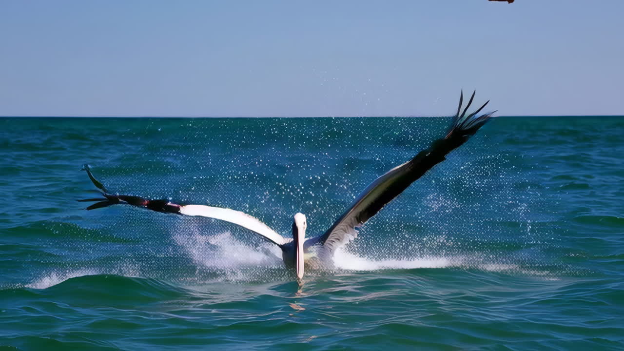Pelicans in Flight Over the Ocean