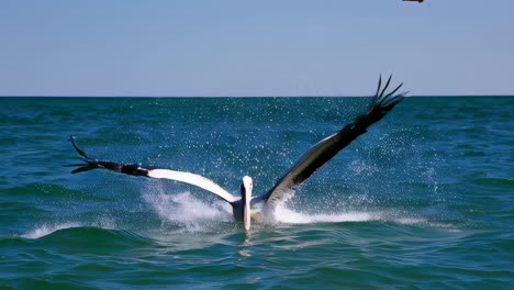 pelicans in flight over the ocean