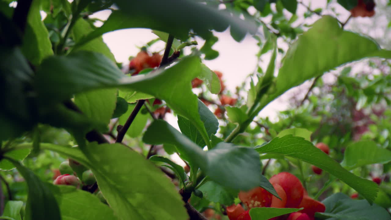 아름다운  ⁇ 은 나무 꽃이 초록색 신선한 잎 사이에서 가지에 꽃을 피우고 있습니다.