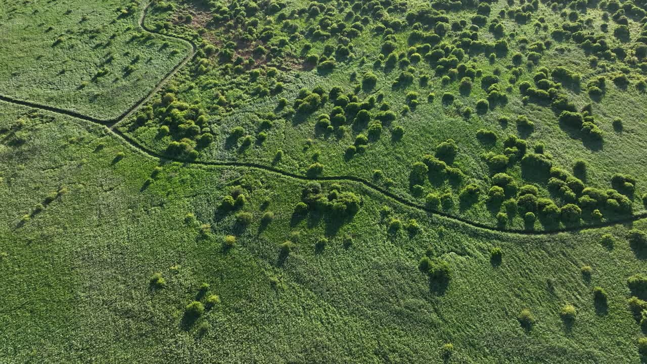 toma aérea de arriba hacia abajo de un bosque con árboles pequeños en tierras de juncos durante el día soleado - oostvoorne, países bajos