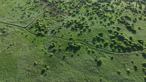 Aerial-top-down-shot-of-forest-with-small-trees-in-reed-lands-during-sunny-day---Oostvoorne,-Netherlands