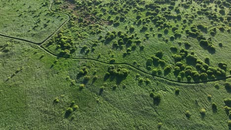 toma aérea de arriba hacia abajo de un bosque con árboles pequeños en tierras de juncos durante el día soleado - oostvoorne, países bajos