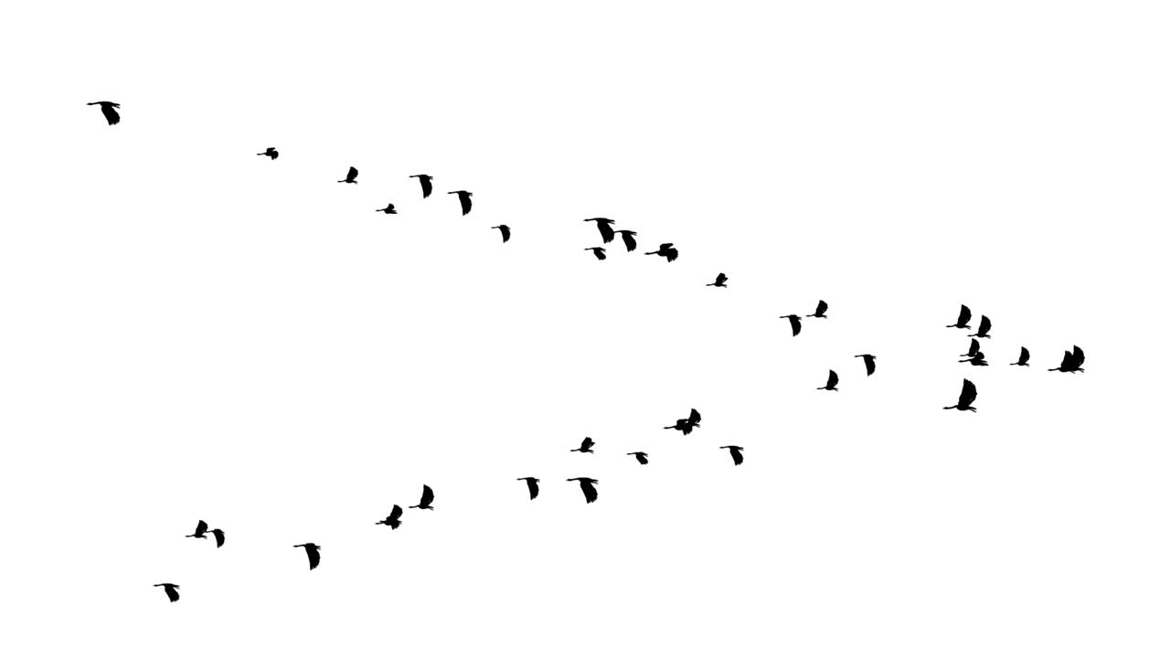 마법의 파란 하늘 루프 배경에 v 목 회색 거위 느린 동작을 날아 새.