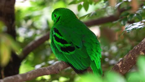 green broadbill posado en una rama de árbol con un plumaje vibrante que se mezcla perfectamente con la vegetación exuberante, fotografía de cerca de una especie de ave casi amenazada en el sureste de asia