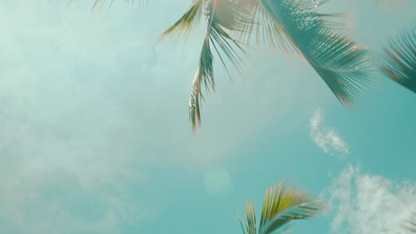 low angle tracking shot of palm trees with warm sun shining behind them