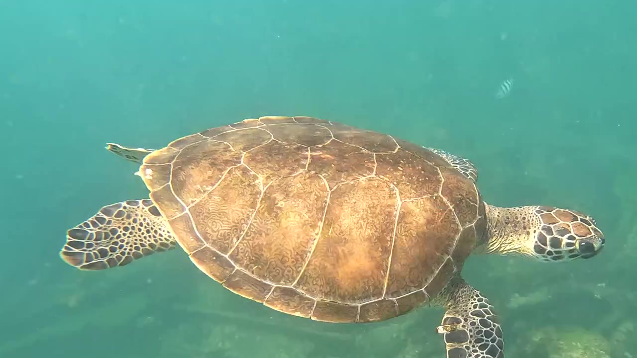 Tortuga marina nadando - Fernando de Noronha, Brasil