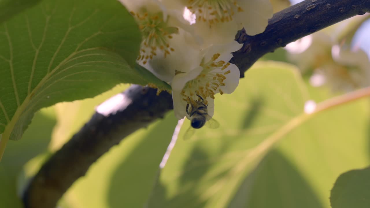 Ralenti d’une abeille butinant du pollen sur une fleur blanche au soleil