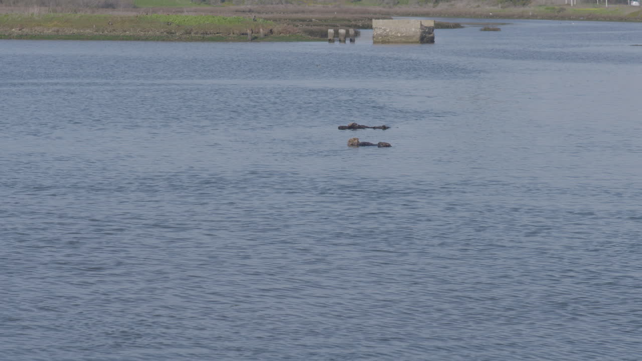 모스 랜딩 하버 캘리포니아
