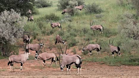 a large herd of oryx on a grass covered dune in the kalahari after the rains