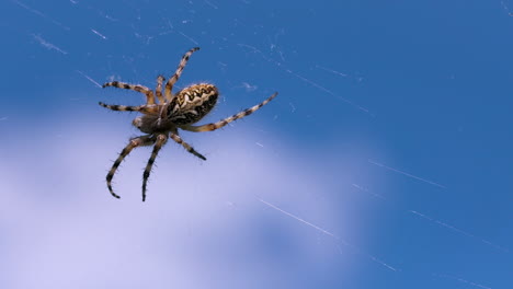 spider on a web against a blue sky