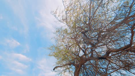 Divi-divi-tree-in-Curacao,-Caribbean,-with-summer-sky,-Low-Angle