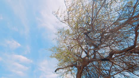 árbol divi divi en curacao, caribe, con cielo de verano, ángulo bajo