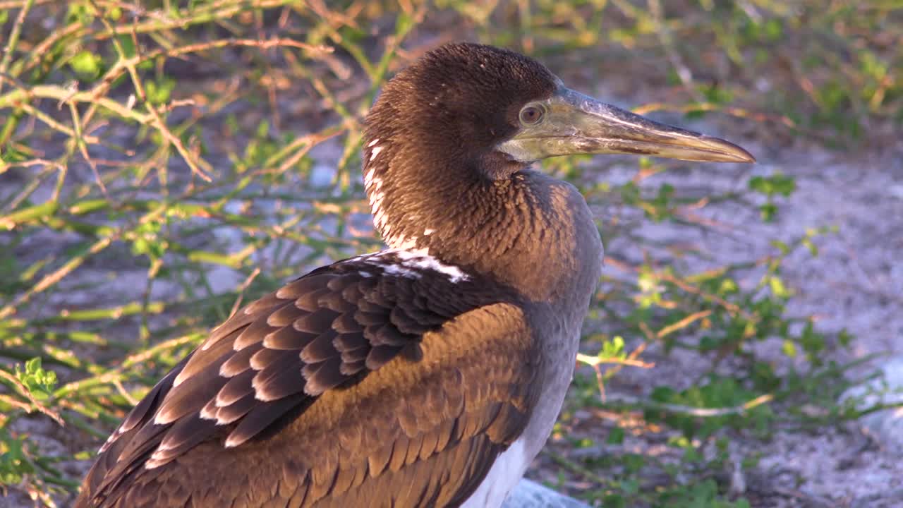 un piquero de nazca juvenil en las islas galápagos ecuador