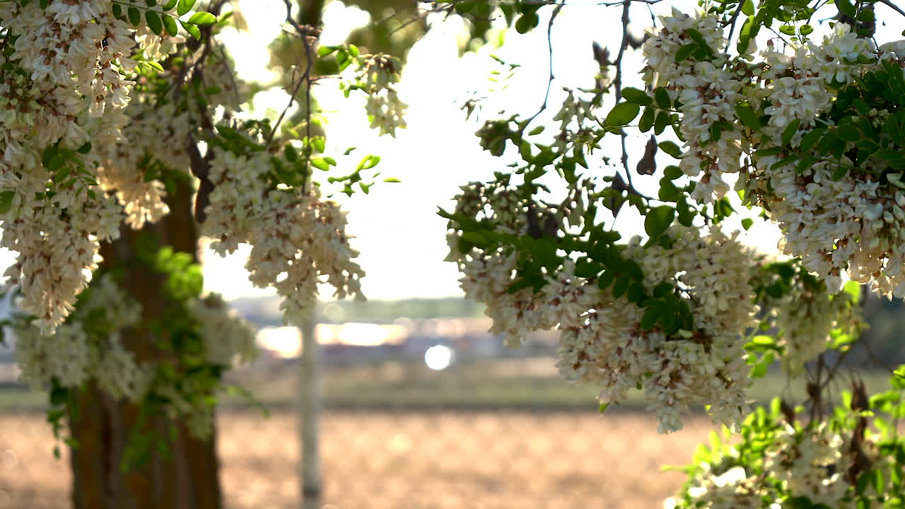 해가 지면 에 아카시아 꽃 을 수분 하는 벌 들