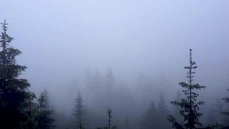 Drone-ride-through-mystical-foggy-coniferous-forest-in-Lavanttal-in-Carinthia,-Austria