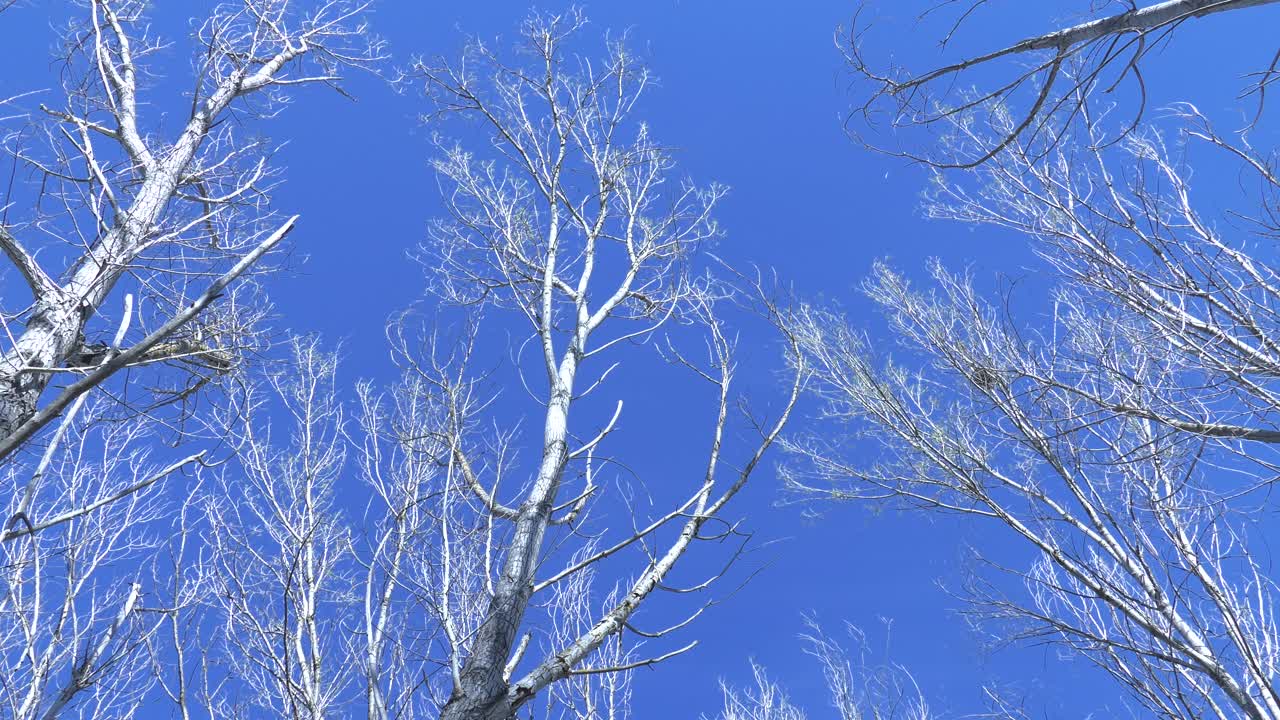 高高的裸树在风中摇摆在蓝色的天空,低角度