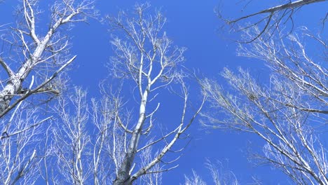 tall bare trees swaying in the wind against blue sky, low angle