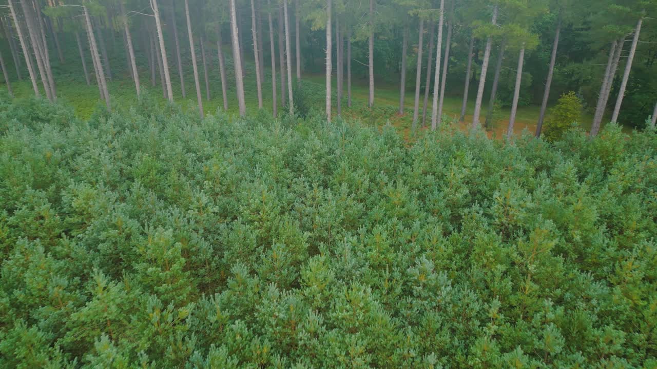 volando hacia árboles de navidad verdes con atmósfera brumosa en el bosque