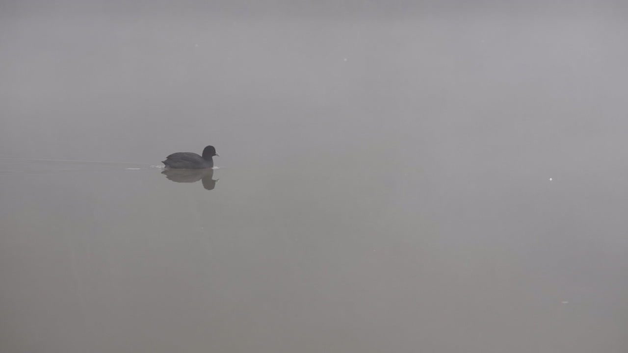 Black bird paddling across a river in SLOW MOTION