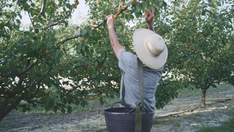 Farmer-harvesting-apricots-in-garden